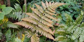 Dryopteris erythrosora Punaloor-sõnajalg